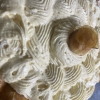 Crème Chiboust Vanille